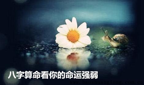 生辰@￥看你的命运强弱