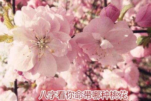 生辰看你命带哪种桃花