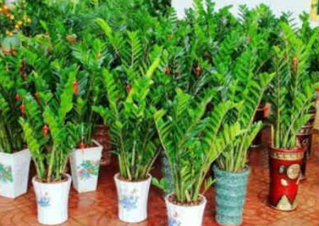 八种植物招财又旺宅