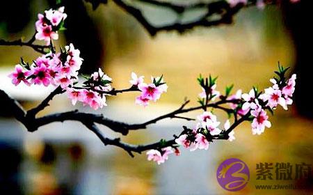 生辰命盘看你命里的桃花运