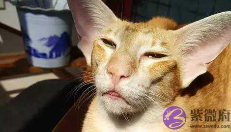 一只猫来到家里了有什麽预兆呢 一只猫来到家里了有什麽预兆呢