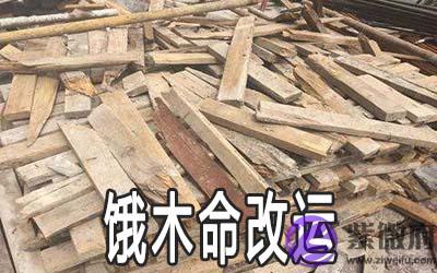 什麽是饿木命 饿木命的人要怎麽改运