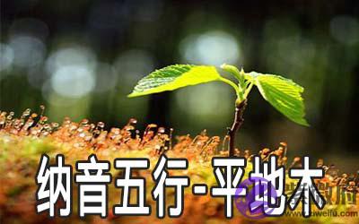 八字纳音五行：平地木命详解