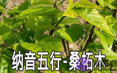 生辰纳音五行:桑柘木命详解 生辰纳音五行:桑柘木命详解