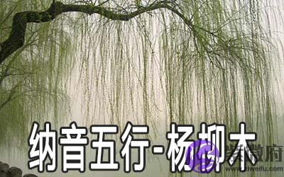 八字纳音五行：杨柳木命详解