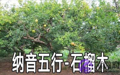 八字纳音五行解析——石榴木