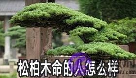 松柏木命的人怎麽样 是富贵命吗 松柏木命的人怎麽样 是富贵命吗