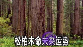 松柏木命的人未来的运势怎麽样 松柏木命的人未来的运势怎麽样