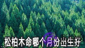 松柏木命的人哪个月份出生比较好