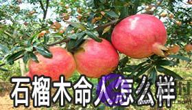 石榴木命的人怎麽样 能否富贵 石榴木命的人怎麽样 能否富贵