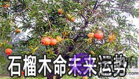 石榴木命的人未来十年的财运如何
