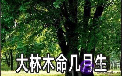 大林木命的人几月出生有好财运