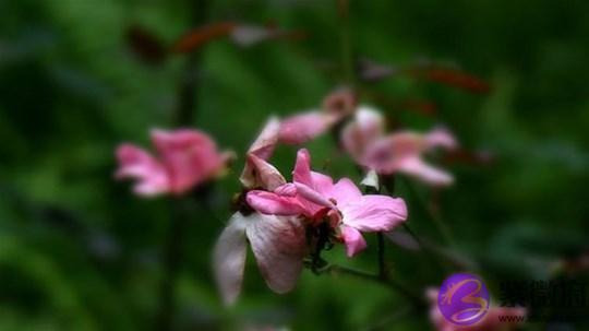 生命灵数看你的桃花运被什麽阻挡了