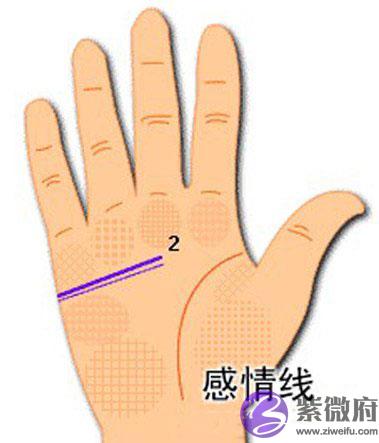 感情线图解,两条感情线.jpg