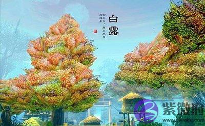 宝宝在白露是第几个节气？出生是什幺命？