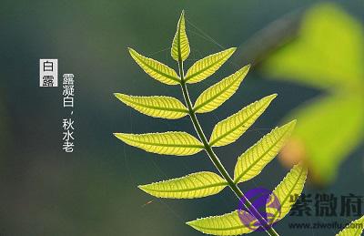 生肖属羊人白露节气出生好不好,白露是阳历的几月?