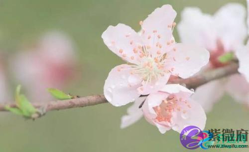 八字流年遇红艳桃花会怎样?
