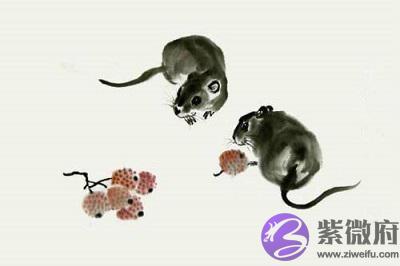 农历七月的鼠宝宝好吗？生肖鼠几月出生最好？