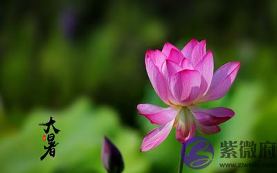 020鼠年大暑节气辰时出生宝宝五行喜用神解析"