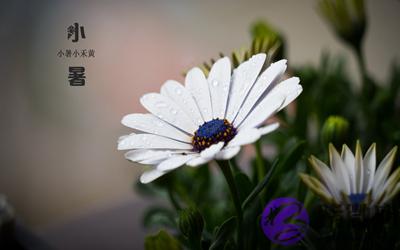 小暑出生的人命运如何?2020小暑节气时辰吉凶解析