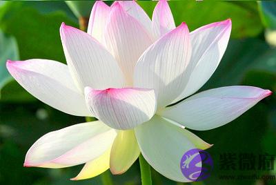 三伏天有几天?2020鼠年三伏天出生的人命运好吗?