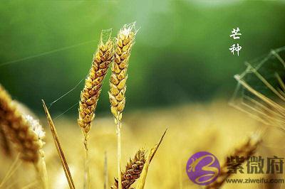 芒种节气2020年酉时出生的人是什麽命?