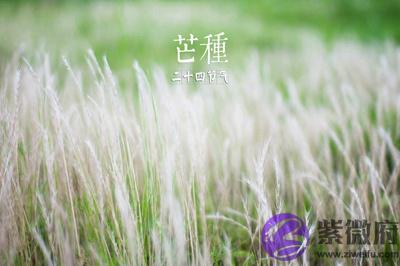 020庚子鼠年芒种节气未时出生的人是什麽命?"