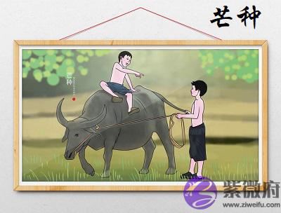 020庚子年芒种节气卯时出生命理解析"