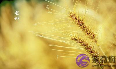 芒种节气简介，生肖属蛇的人芒种节气出生命运怎麽样？