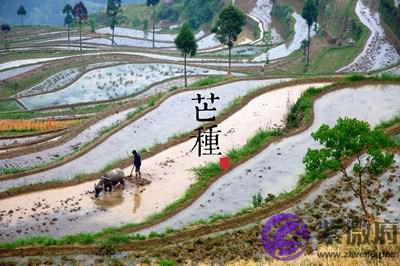 芒种后是什麽节日,属狗的人芒种节气出生命运怎麽样?