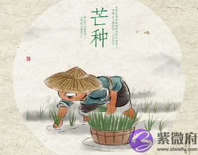 芒种节气要注意什麽?芒种节气出生的属羊人命运如何?