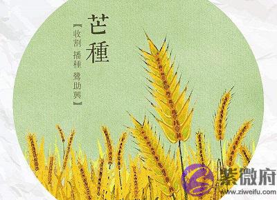 芒种节气要注意什麽?芒种节气出生的属羊人命运如何?