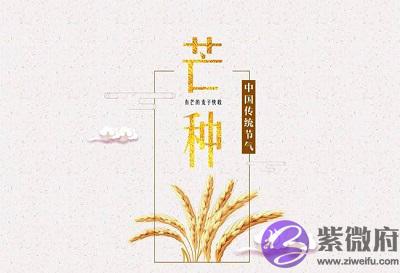 生肖属兔的人芒种节气出生好不好?芒种有什麽活动?