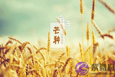 属龙的人芒种节气出生命运好吗?芒种节气有什麽特点