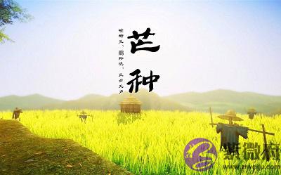 属龙的人芒种节气出生命运好吗?芒种节气有什麽特点