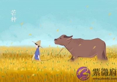 虎年芒种节气出生的人一生命运顺不顺?芒种有什麽含义?