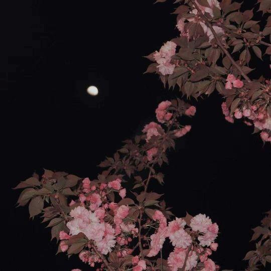 温柔干净 生辰短句