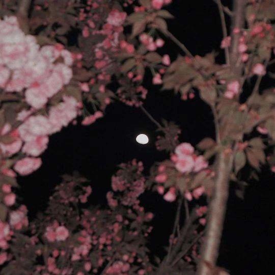 温柔干净 生辰短句