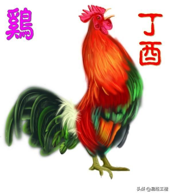 十二地支---酉（详解）