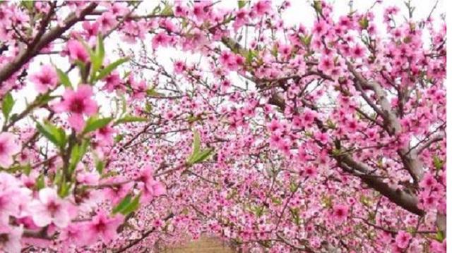 词海拾遗：何谓“桃花运”，何谓“拖油瓶”