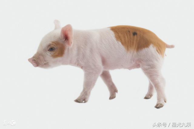 2018运势抢先看！天喜入命生肖猪机会多多