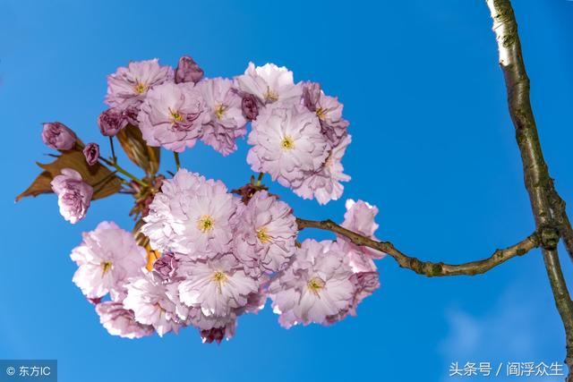 四柱神煞——元辰