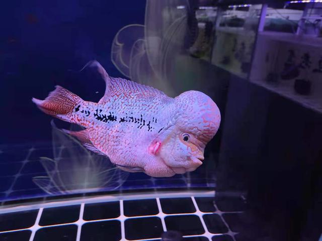 养鱼经常死鱼的，是不是和生辰生辰有关？这是不可能的