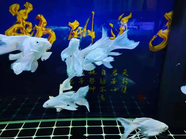 养鱼经常死鱼的，是不是和生辰生辰有关？这是不可能的