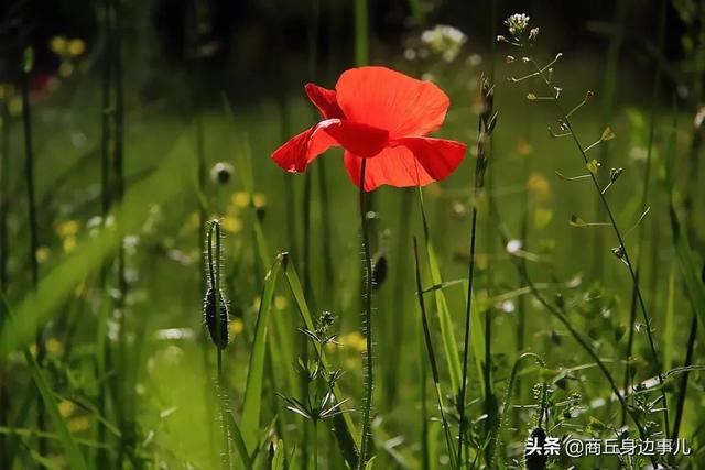 睢县涧岗集老木匠驹爷，一口气生了五个儿子，柱，栋，梁、檩、椽