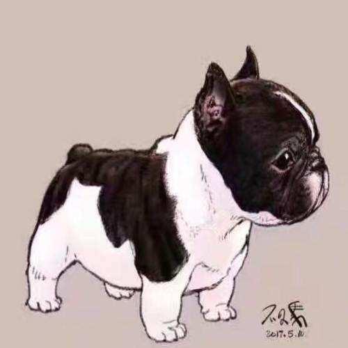 「番外篇」法国斗牛犬价格杂谈
