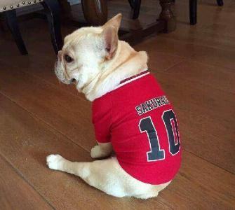 「番外篇」法国斗牛犬价格杂谈
