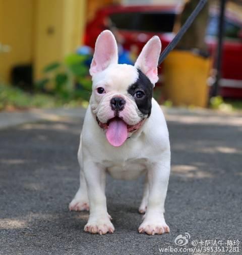 「番外篇」法国斗牛犬价格杂谈
