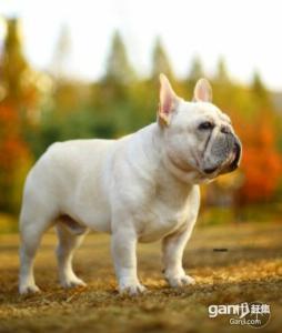 「番外篇」法国斗牛犬价格杂谈