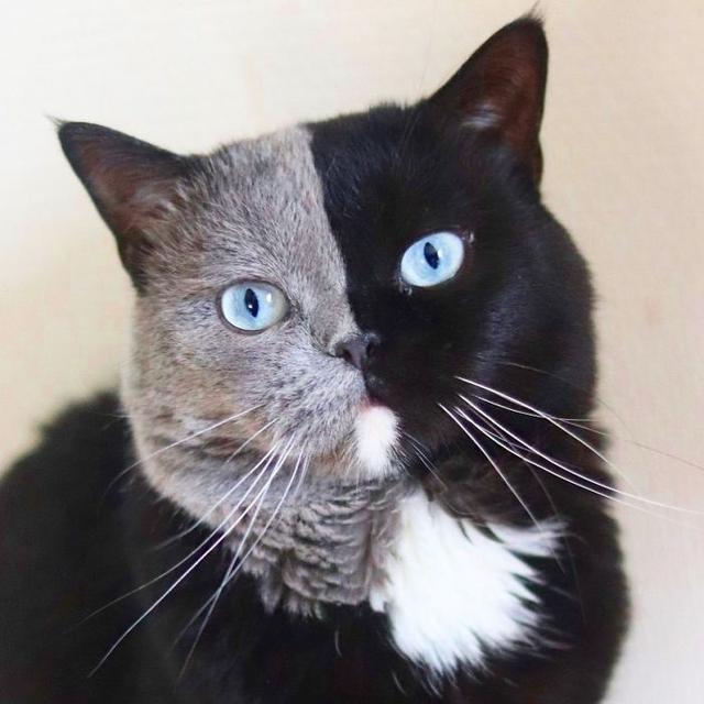 猫因为长了个“生辰脸”，很多小孩子都特别喜欢和它玩耍